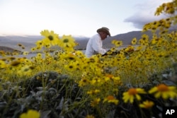 Retired California state park ranger Jim Long, of San Clemente, Calif., hunts for pictures among blooming desert shrubs in Borrego Springs, Calif., March 27, 2017.