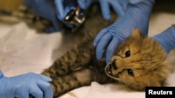 FILE - A Cheetah cub is examined by veterinary staff during a health check in its enclosure at Chester Zoo in northern England, July 31, 2013.