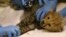 FILE - A Cheetah cub is examined by veterinary staff during a health check in its enclosure at Chester Zoo in northern England, July 31, 2013.