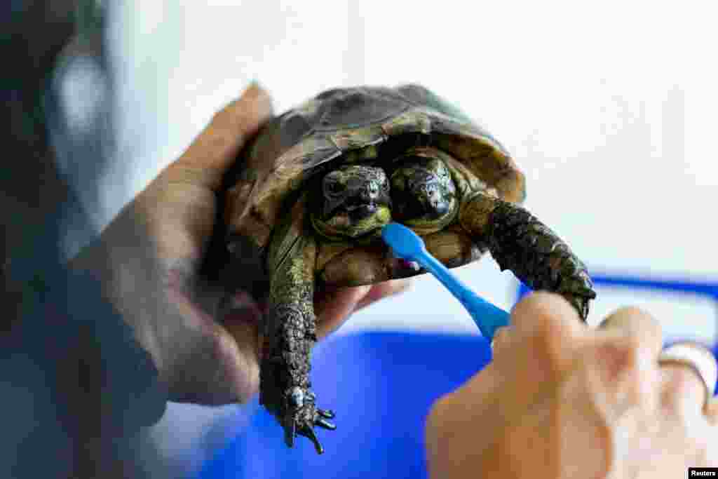 Janus, a two-headed Greek tortoise named after the Roman god with two heads, is washed with a toothbrush one day ahead of his 25th birthday at the Natural History Museum in Geneva, Switzerland.