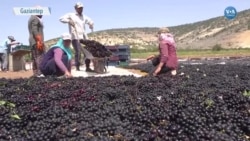 Kilis’te Üzüm Hasadında Çiftçi Umduğunu Bulamadı