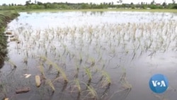 Rising Salinity Threatens Rice Crop on Southeast Asia's Sinking Coastline 