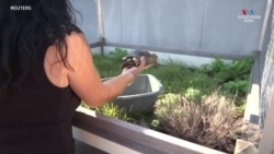 Երկգլխանի կրիա «Janus»-ը շուտով կդառնա 25 տարեկան_1.mp4