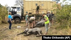 Para petugas berusaha memindahkan gajah-gajah ke tempat yang memiliki air lebih banyak di tengah kekeringan di perbatasan Malawi-Zimbabwe (foto: dok). 