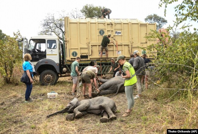 Elephants are medicated and moved to an area with more water. Climate change replace poaching as the biggest threat to wildlife. (AP Photo)