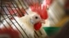 รู้จัก ‘Chicken Project’ โครงการวิจัยไก่ของ ม.Georgia Tech มุ่งเน้นศึกษาภาษาไก่ 