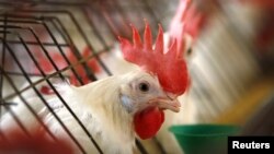 Seekor ayam betina di balik sebuah kandang sempit di sebuah peternakan telur di San Diego County, California (foto: dok).