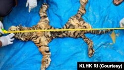 Balai Penegakan Hukum KLHK Wilayah Sumatera menangkap dua tersangka penjual kulit harimau Sumatera yang rencananya akan dijual seharga Rp70 juta per lembar. (Foto: Courtesy/KLHK)