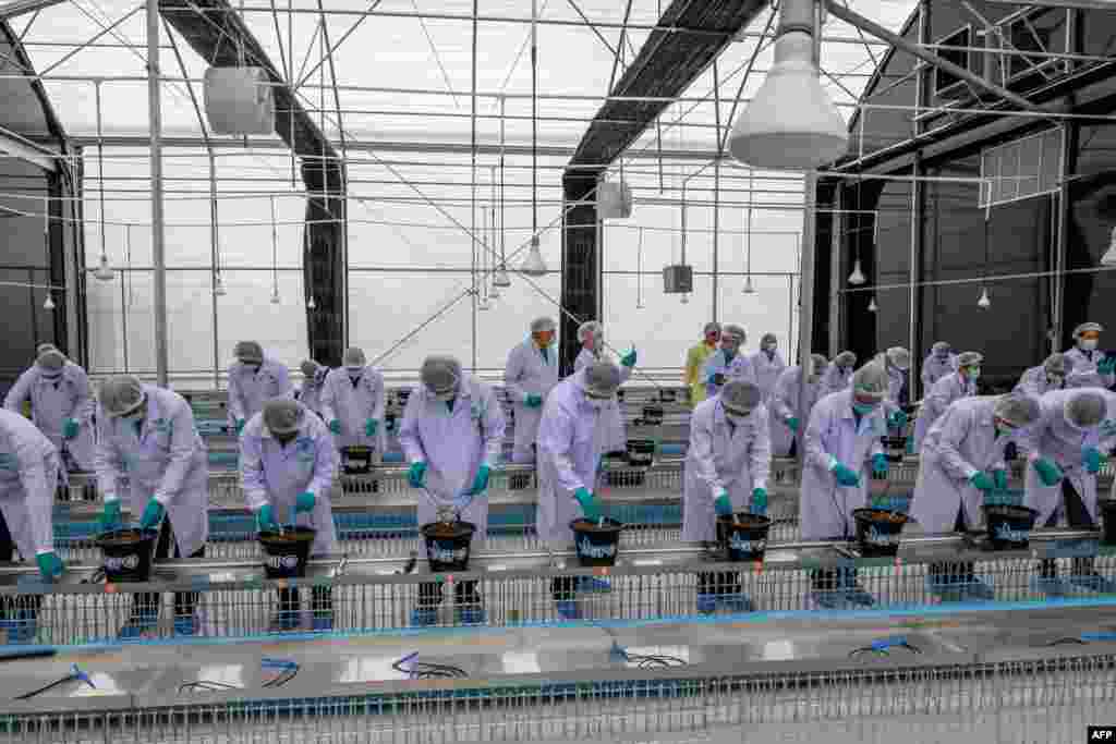 Thai health officials plant cannabis seedlings during a ceremony at the Government Pharmaceuticals Organisation (GPO) medicinal marijuana greenhouse outside Chon Buri, south of Bangkok.