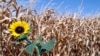 Засуха в США может привести к сокращению продовольственной помощи