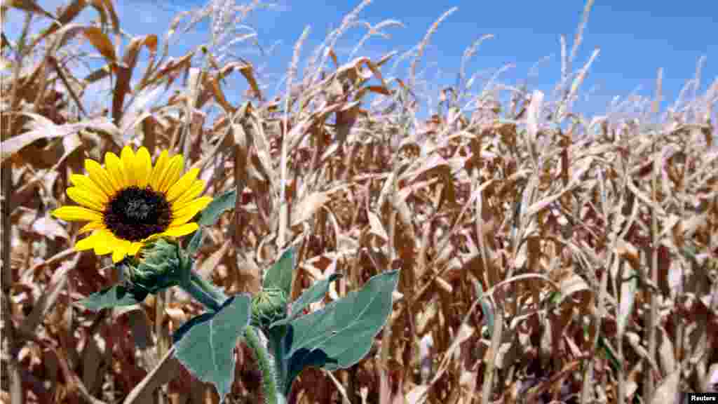 Tanaman jagung di kawasan Farmersville, negara bagian Texas rusak akibat suhu udara yang sangat panas.