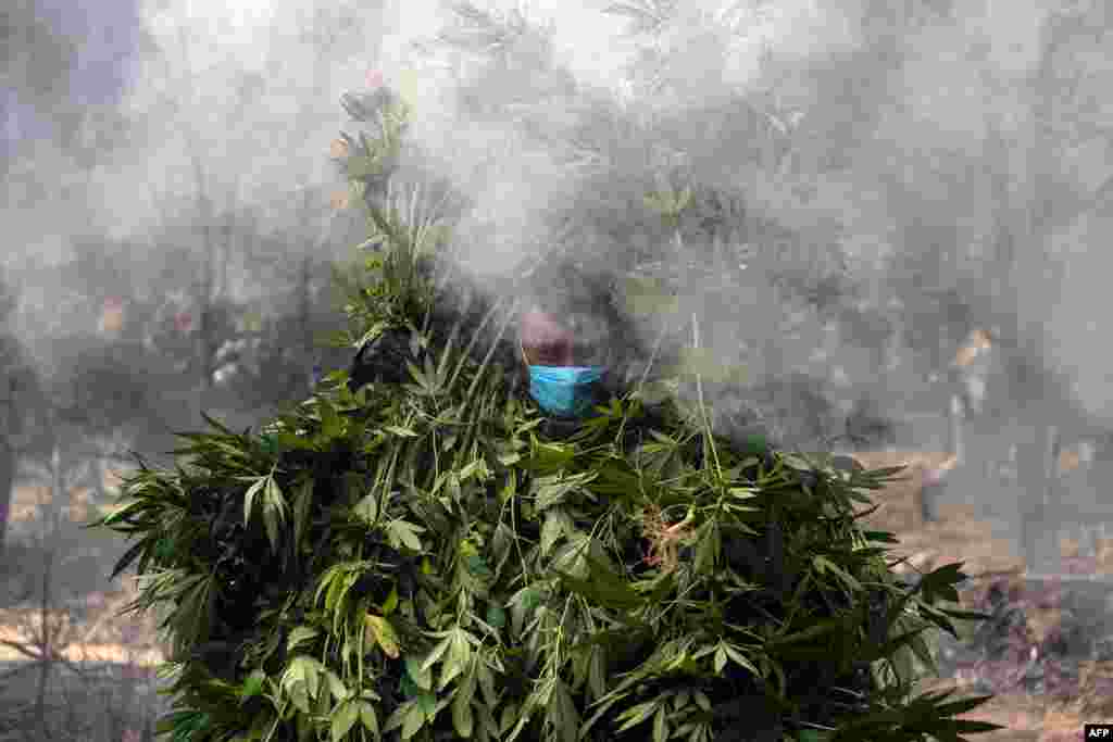 Soldiers destroy a marihuana plantation near La Rumorosa town in Tecate, Baja California state, Mexico, Aug. 28, 2018.