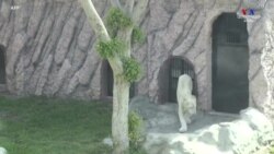 Պերուի կենդանաբանական այգում ներկայացված են երկու սպիտակ առյուծի ձագեր, որոնք գերության մեջ բուծված հազվագյուտ ցեղատեսակ են։