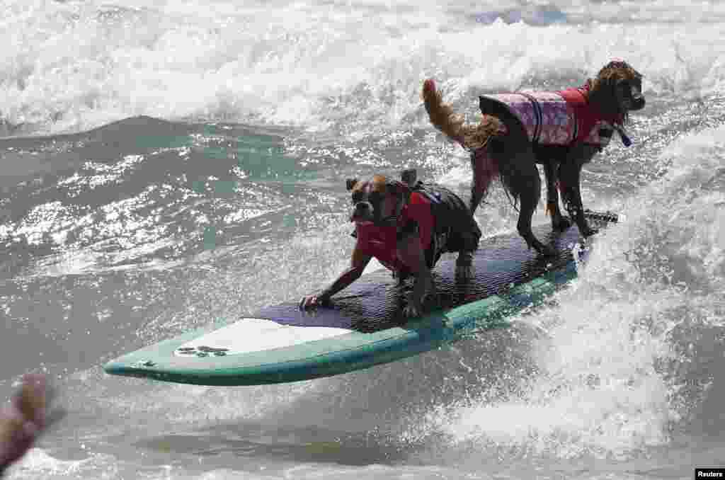 A dupla de cães domina as ondas no concurso anual de surf para cães, 6ª edição, Huntington Beach, California Set. 28, 2014