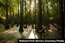 A short trail over and around Cypress Swamp (milepost 122) provides Natchez Trace Parkway visitors with a chance to hop out of their car and take a hike to see turtles, alligators, and a variety of birds.