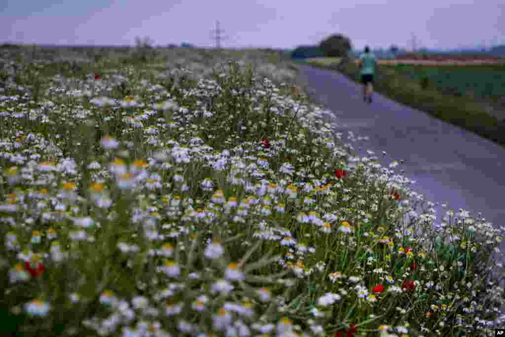 A man runs along a field of marguerite daisy flowers near Frankfurt, Germany.