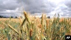 Wheat rust in Kenya