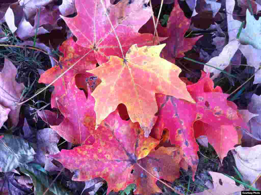 Daun pohon maple berubah warna sebelum meranggas di Rock Creek Park, Washington, DC. (Amy Zanne)
