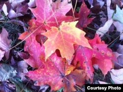 FILE - Maple leaves change colors before they fall in Rock Creek Park, Washington, DC. (Amy Zanne)