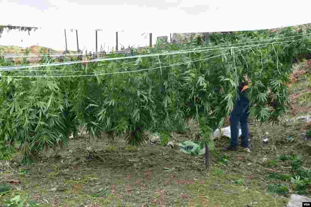 Ilegal Marijuana in Southern Albania