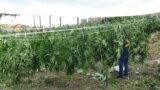 Ilegal Marijuana in Southern Albania