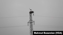 Diyarbakır'da bir elektrik direği üzerindeki leylek yuvası 