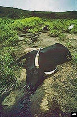 35,000 livestock and nearly 2,000 people died in August 1986 when Lake Nyos released over a millions tons of carbon dioxide.