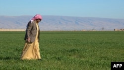 Mahdi Abu Enad, a Sunni Arab farmer, walks in a field in the northern Iraqi town of Sinjar, Feb. 5, 2019. 