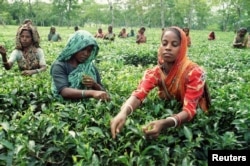 FILE - Bangladesh women pluck tea leaves in Neptune tea garden at Fatikchari, near the port city of Chittagong on November 1, 1995. (REUTERS)