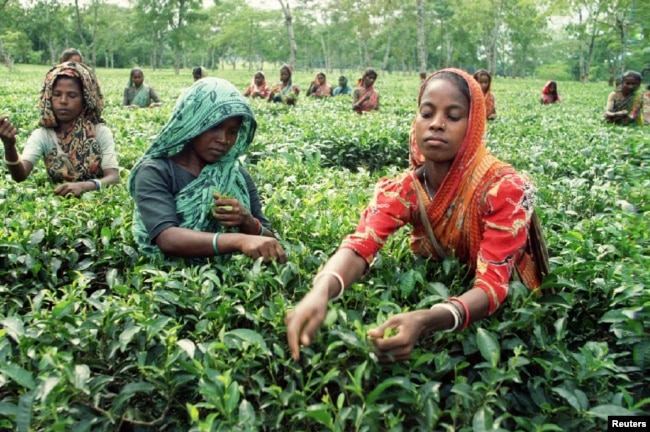 FILE - Bangladesh women pluck tea leaves in Neptune tea garden at Fatikchari, near the port city of Chittagong on November 1, 1995. (REUTERS)