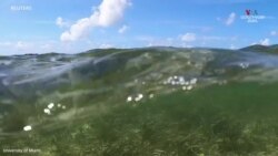 Ըստ նոր ուսումնասիրության, շնաձկները հաճախ են ժամանակ անցկացնում քաղաքային մարդաշատ լողափերում_2.mp4