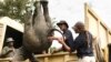 Zimbabwe Moves 2,500 Wild Animals Due to Climate Change