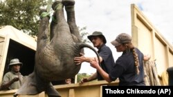 An elephant is lifted into a vehicle in southern Malawi, July 10, 2022. In Zimbabwe, more than 2,500 wild animals are being moved north. (AP Photo/Thoko Chikondo)