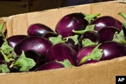 An Indian seed company has developed an eggplant that it says will dramatically reduce the need for pesticides.