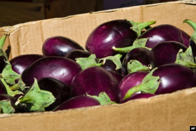 An Indian seed company has developed an eggplant that it says will dramatically reduce the need for pesticides.