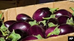 An Indian seed company has developed an eggplant that it says will dramatically reduce the need for pesticides.