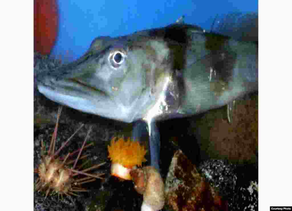 The Antarctic Ice fish fills its blood stream with an anti-freeze protein to keep its blood from freezing at sub-zero winter temperatures. (Bill Detrich, US Antarctic Program)