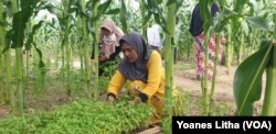 Seorang ibu anggota kelompok tani perempuan di Huntara desa Lolu merawat bibit tanaman rica yang berada diantara tanaman jagung, 30 Juli 2019. (Foto: VOA/Yoanes Litha)