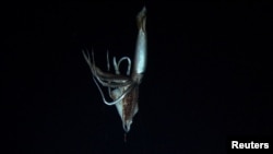 A giant squid is seen in this still image taken from video captured from a submersible by a Japanese-led team of scientists near Ogasawara islands taken in July 2012, in this handout picture released by NHK/NEP/Discovery Channel in Tokyo January 7, 2013. 