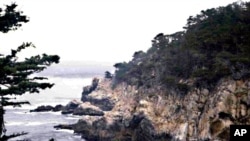 Point Lobos State Reserve is a sanctuary for thousands of sea and shorebirds.