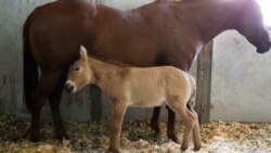 Kurt looks and acts like any other baby horse. But the Przewalski’s horse differs from every other baby horse in the world in a major way: Kurt is a clone. (Photo courtesy of ViaGen Pets & Equine)