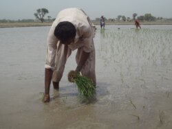 چاول کو کھڑے پانی میں کاشت کیا جاتا ہے اور اس کا ہر پودا الگ الگ لگایا جاتا ہے