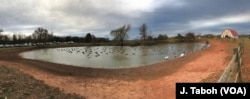 Wild geese join the ducks and domestic geese on a chilly autumn day at Poplar Spring Animal Sanctuary.