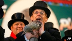 Punxsutawney Phil is held by Ron Ploucha after emerging from his burrow Sunday, Feb. 2, 2014.