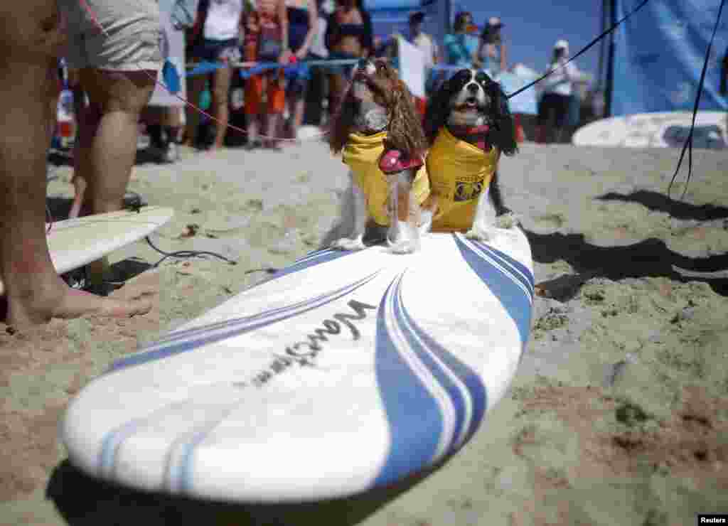 Sansão e Dalila aguardam pela sua vez de participar no concurso anual de surf para cães, 6ª edição, Huntington Beach, California Set. 28, 2014