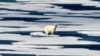 一只北极熊站在加拿大北极群岛富兰克林海峡的冰面上。（2017年7月22日）