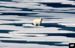 FILE - A polar bear stands on the ice in the Franklin Strait in the Canadian Arctic Archipelago, July 22, 2017.