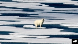 一只北极熊站在加拿大北极群岛富兰克林海峡的冰面上。（2017年7月22日）