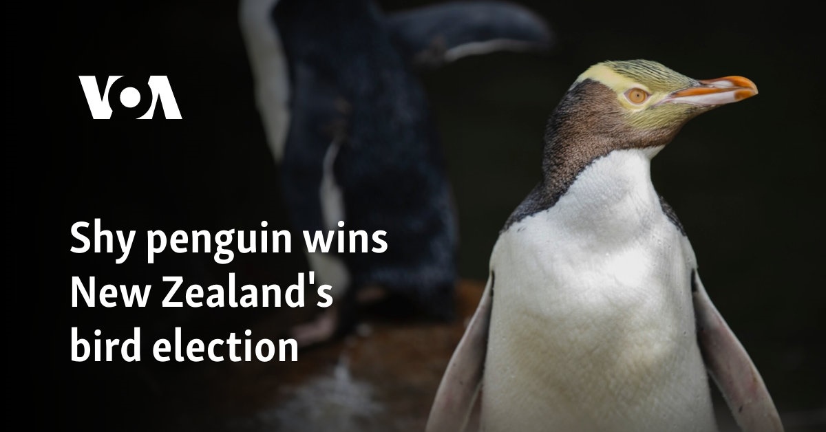 Shy penguin wins New Zealand's bird election