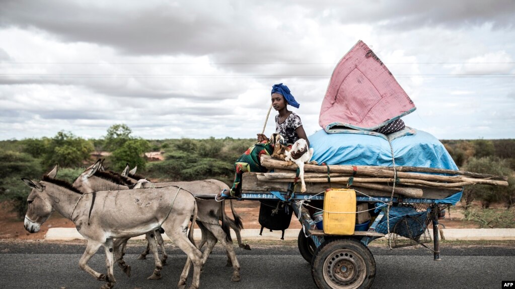Une peul avec deux agneaux sur sa charrette alors que sa famille se déplace vers le nord à Barkedji le 21 juillet 2020.